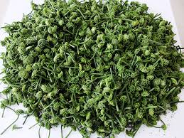 Nụ hoa tam thất bao tử