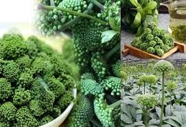 Nụ hoa tam thất bao tử